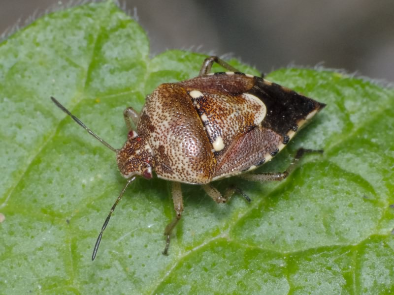 Stagonomus amoenus (Brulle, 1832)